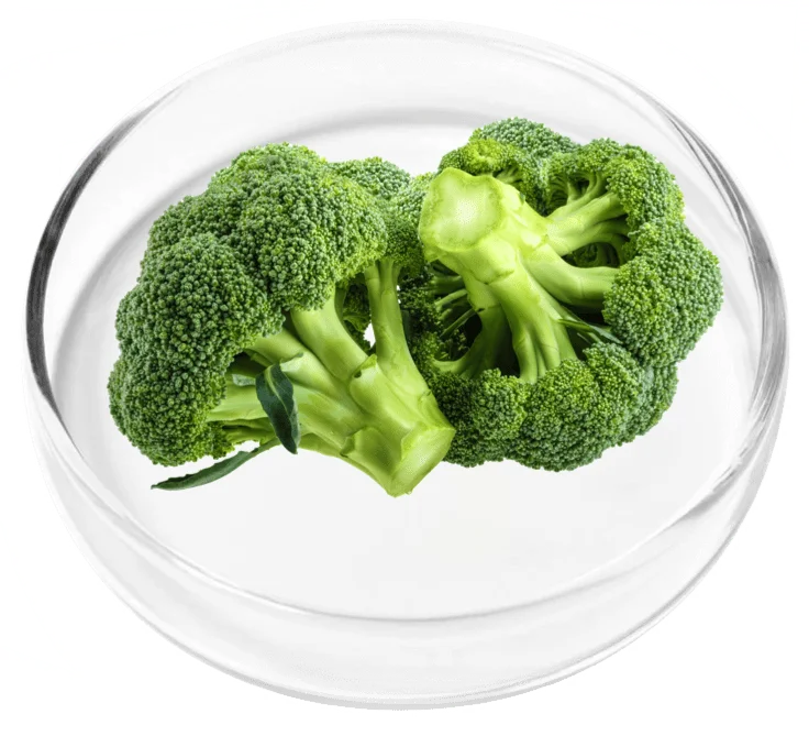 Vertigenics ingredient 3